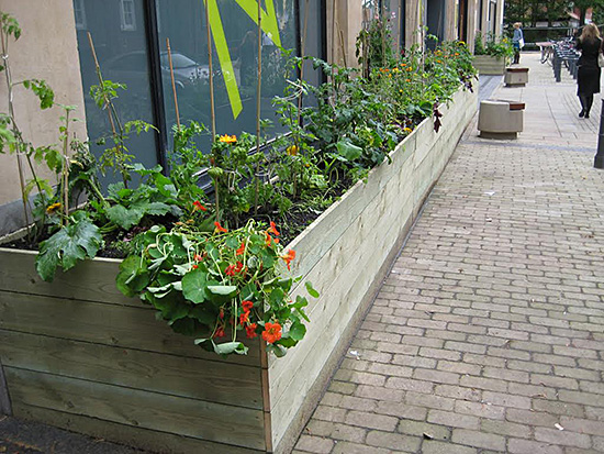 Vegetables in the City, plant installation, (10mx1m), EASTinternational 2009, St Georges Street, Norwich, 2009 © Kate Corder